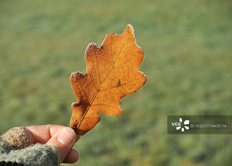 女孩手拿冰霜覆盖的秋季橡树叶图片素材