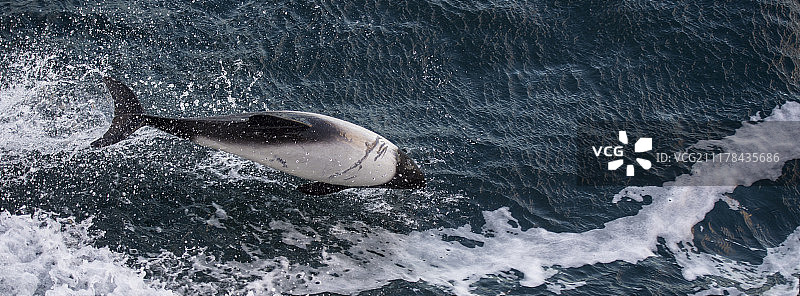 斑纹海豚图片素材
