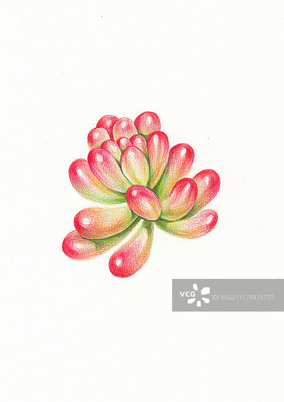 多肉彩铅绘图片素材