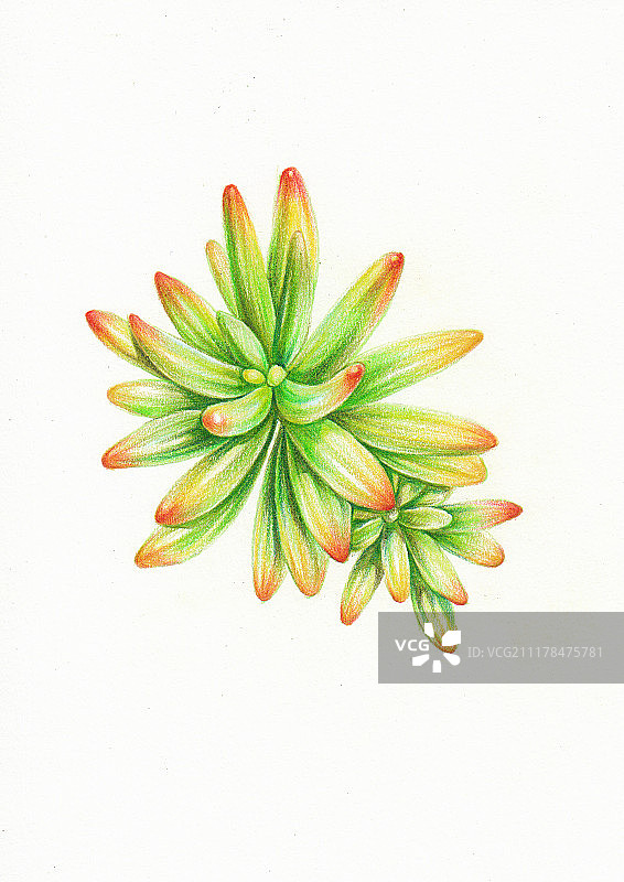 多肉彩铅绘图片素材