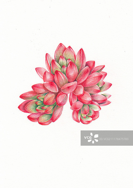 多肉彩铅绘图片素材