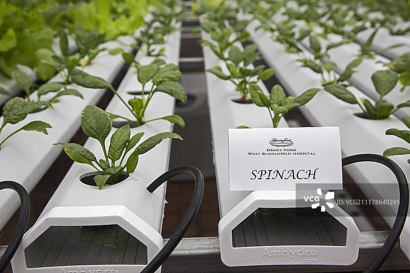 美国密歇根州西布隆菲尔德亨利·福特医院温室内的有机农产品水培种植图片素材