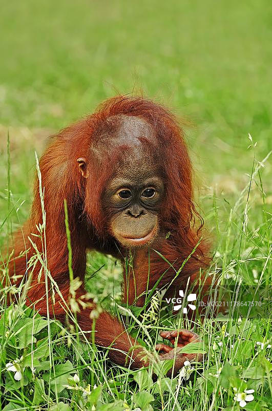 幼年婆罗洲猩猩，德国圈养图片素材