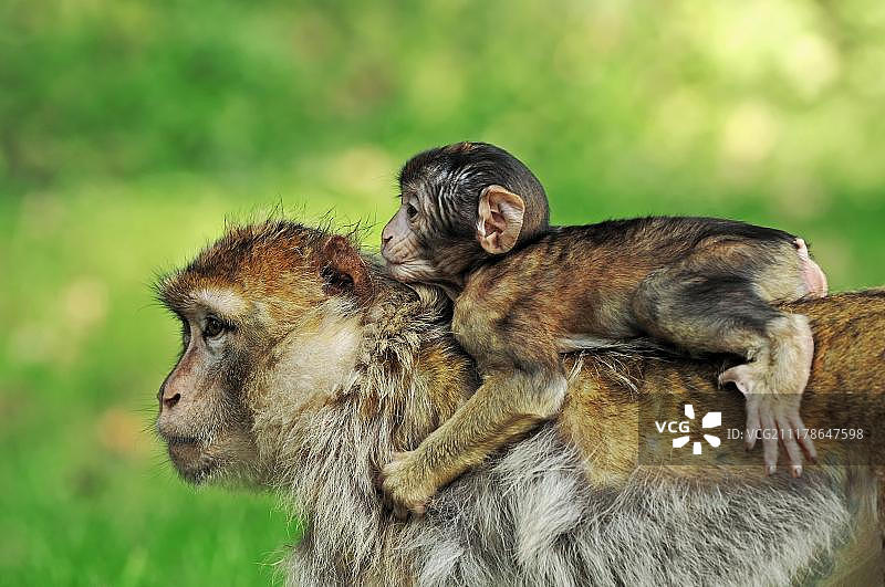 北非猕猴（Macaca sylvanus, Macaca sylvana），雌性携带幼崽，来自摩洛哥、阿尔及利亚和直布罗陀，圈养，北莱茵-威斯特法伦州，德国，欧洲图片素材