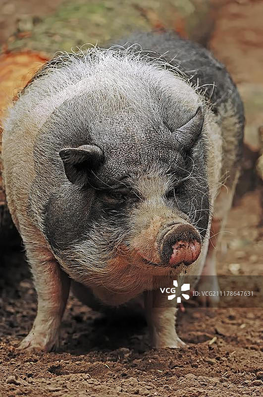 茶杯猪，家猪，德国北莱茵-威斯特法伦州，欧洲图片素材