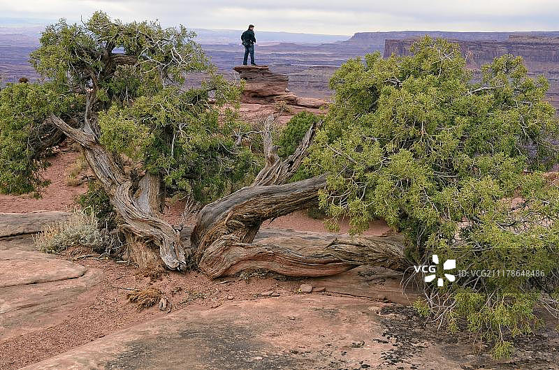 犹他刺柏，眺望科罗拉多河峡谷边缘，死马点州立公园，犹他州，美国图片素材