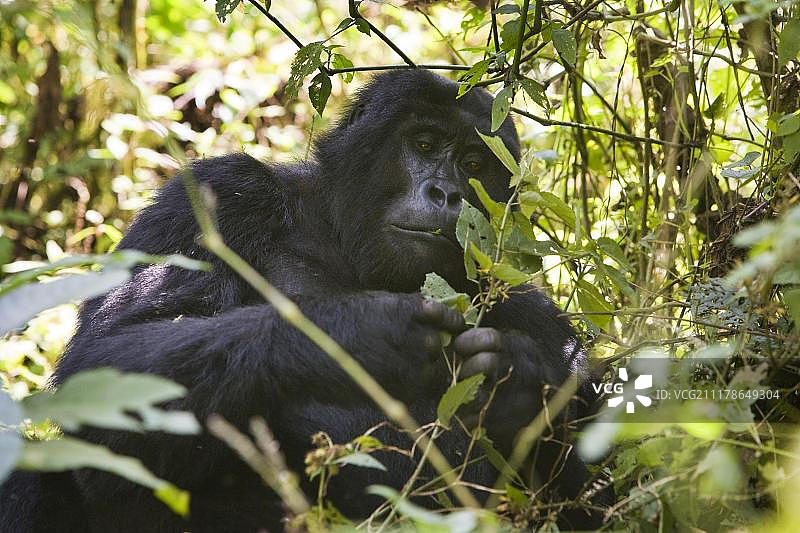 乌干达布温迪山地大猩猩图片素材