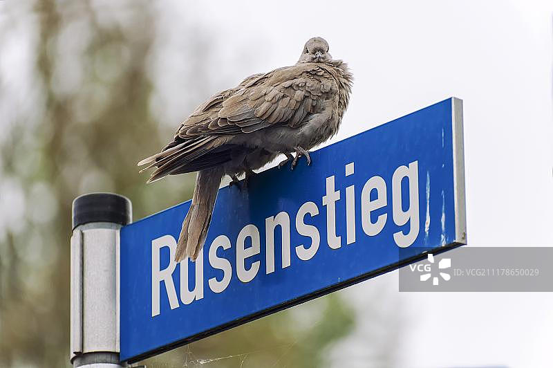 栖息在路标上的两只鸽子，位于德国波尔岛蒂门多夫图片素材