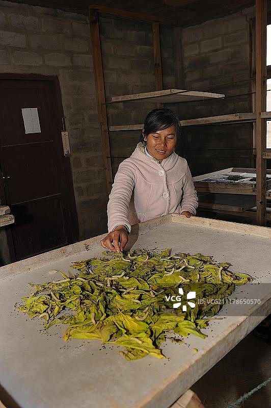 老挝 Phansavan 镇附近丝绸农场的蚕图片素材