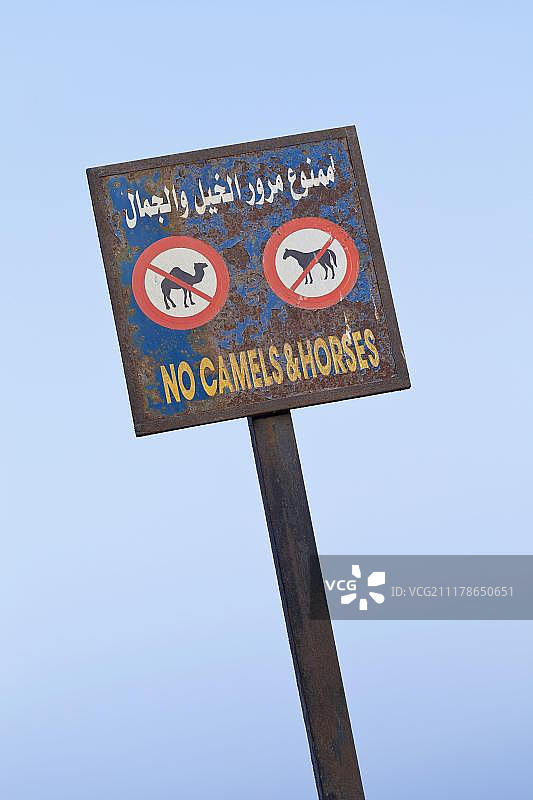 非洲埃及达哈卜海滨的禁止骆驼和马匹标志图片素材