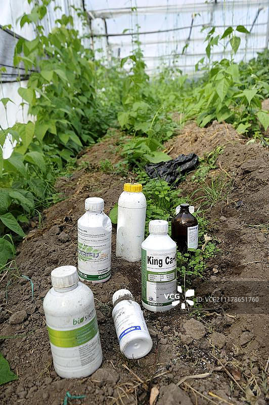 厄瓜多尔温室中的番茄用杀菌剂、除草剂和杀虫剂图片素材