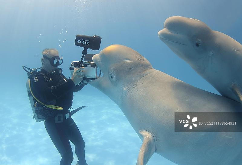 摄像师与白鲸（乌克兰敖德萨海豚馆）图片素材
