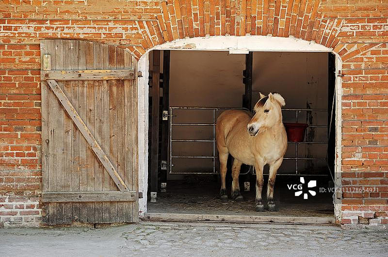 峡湾马或挪威峡湾马（Equus ferus caballus），在马厩里，德国北莱茵-威斯特法伦州，欧洲图片素材