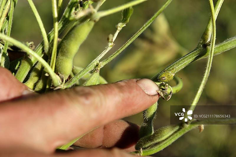 大豆植株上的害虫，对美国农业公司Monsanto生产的农药“Roundup”产生抗药性的害虫，阿根廷圣地亚哥-德尔埃斯特罗省格兰查科，南美洲图片素材