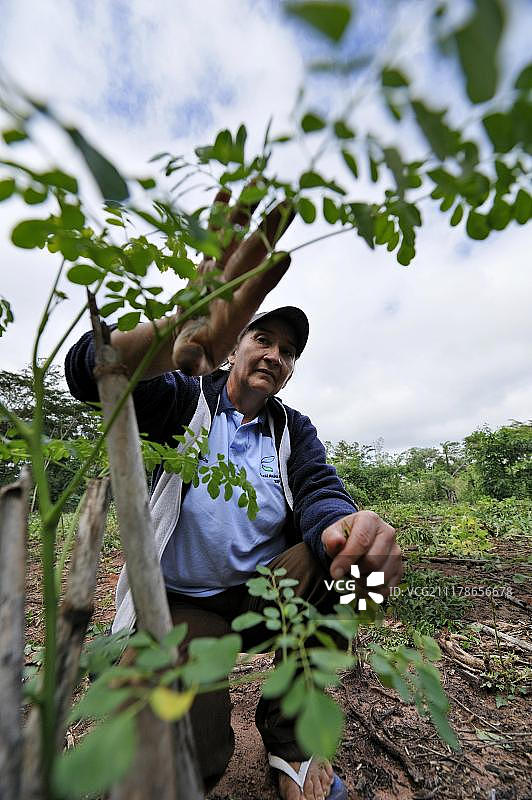 巴拉圭农民在药用植物园照料辣木幼苗图片素材