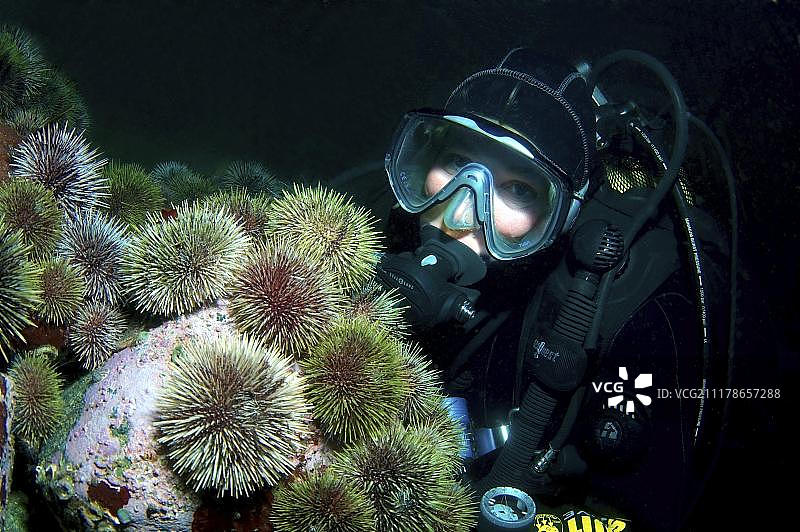 潜水员与绿海胆，巴伦支海，俄罗斯，北极，欧洲图片素材