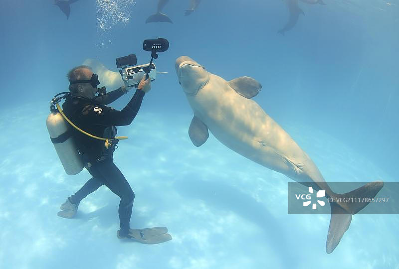 潜水员和白鲸，海豚馆，敖德萨，乌克兰，欧洲图片素材