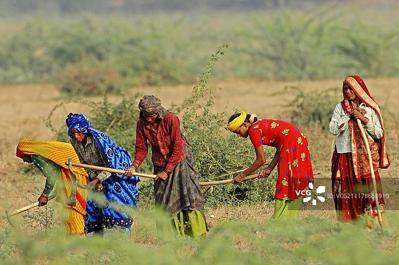 在印度拉贾斯坦邦伯拉德布尔田野里工作的印度妇女图片素材