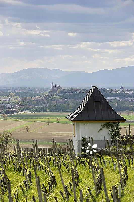 德国巴登-符腾堡伊林根附近的葡萄园，可欣赏布赖萨赫和莱茵河谷的景色图片素材