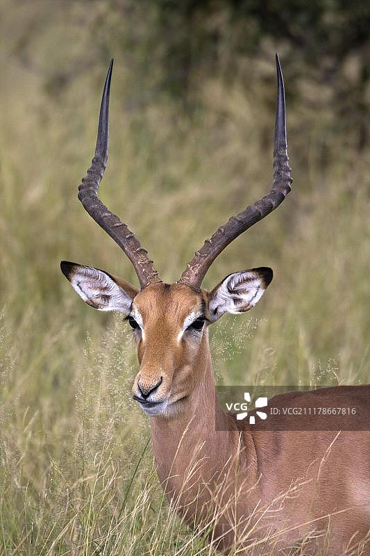 雄性黑斑羚肖像图片素材