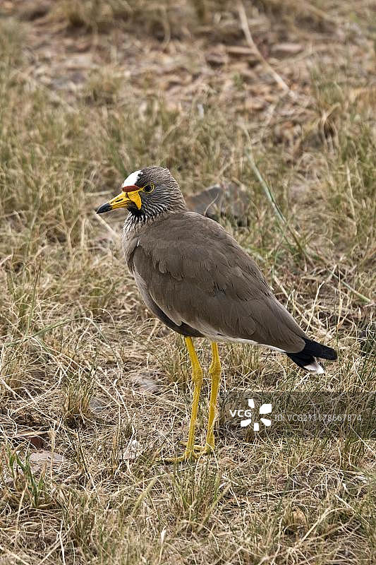 非洲肉垂麦鸡图片素材