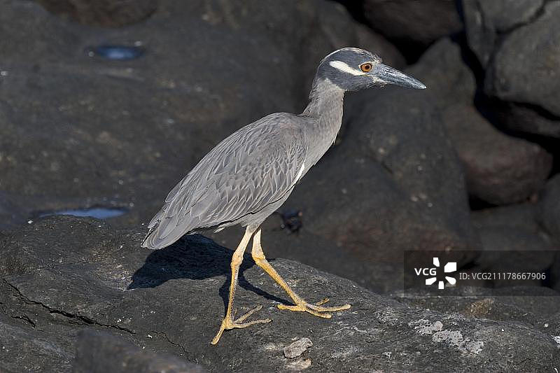 在熔岩上行走的黄冠夜鹭图片素材