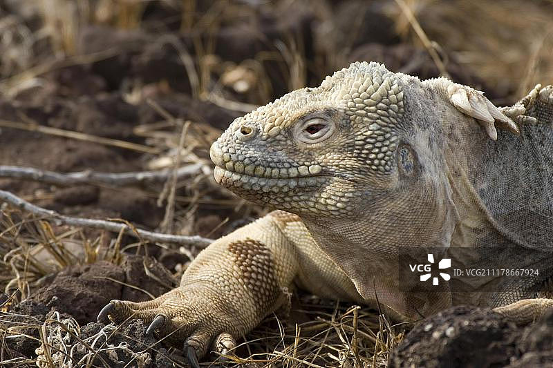 圣菲岛特有的巴林顿陆鬣蜥，加拉帕戈斯群岛图片素材