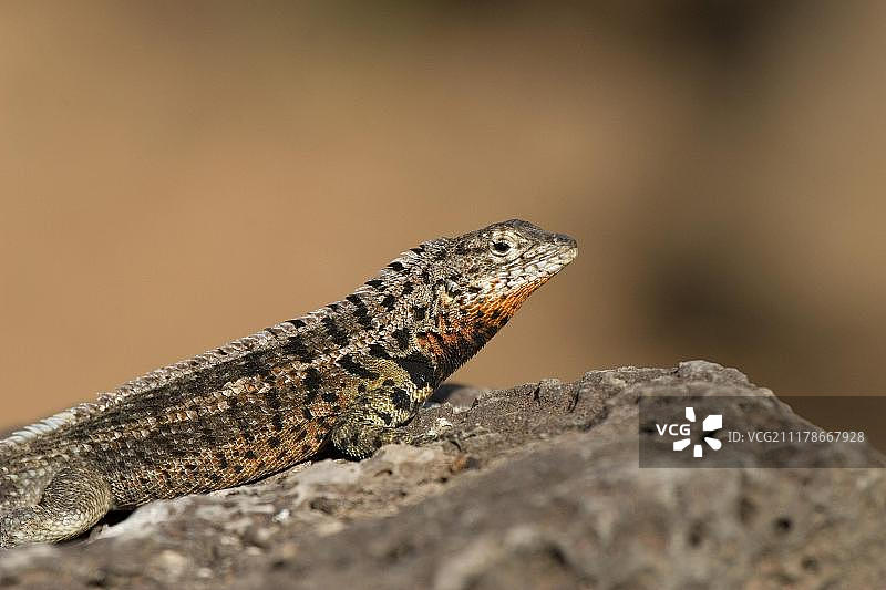 加拉帕戈斯熔岩蜥蜴图片素材