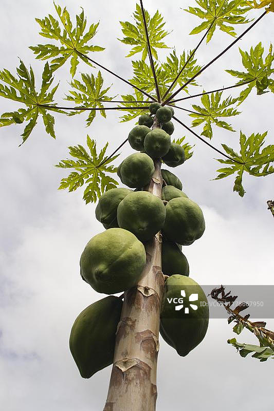 树干上生长的木瓜图片素材