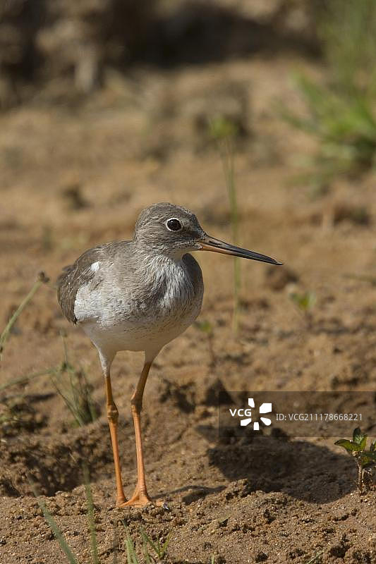 红脚鹬：斯里兰卡图片素材
