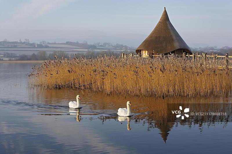 两只成年疣鼻天鹅在威尔士的湖中游泳图片素材