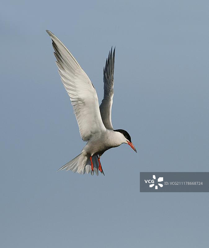 飞行中的成年普通燕鸥图片素材