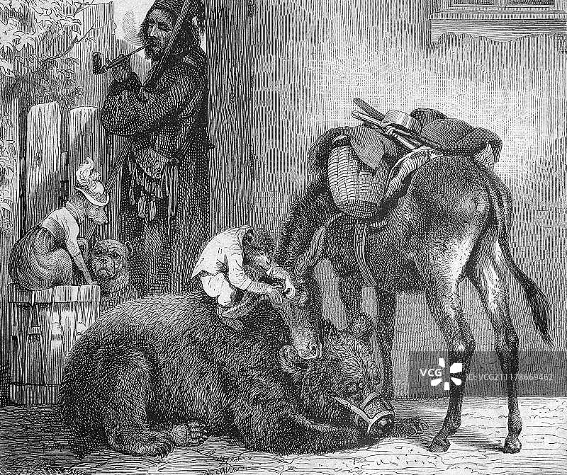 旅行艺术家休息，驯养的动物无所事事，1877年历史插图图片素材