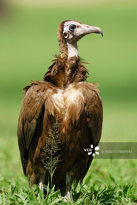 站在冈比亚非洲土地上的未成年棕榈鹫图片素材