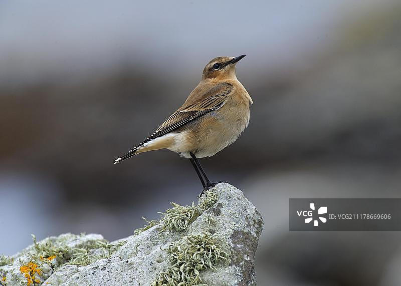 栖息在岩石上的幼年北 пше (Oenanthe oenanthe)，位于英国苏格兰内赫布里底群岛艾莱岛海峡，欧洲图片素材