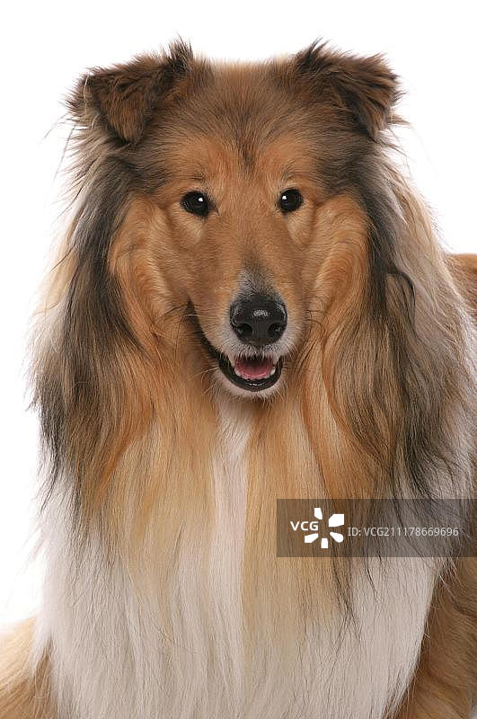 家犬，粗毛牧羊犬，成年，写真图片素材