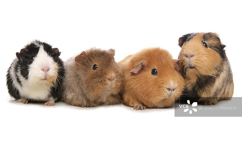 四只成年家养豚鼠图片素材