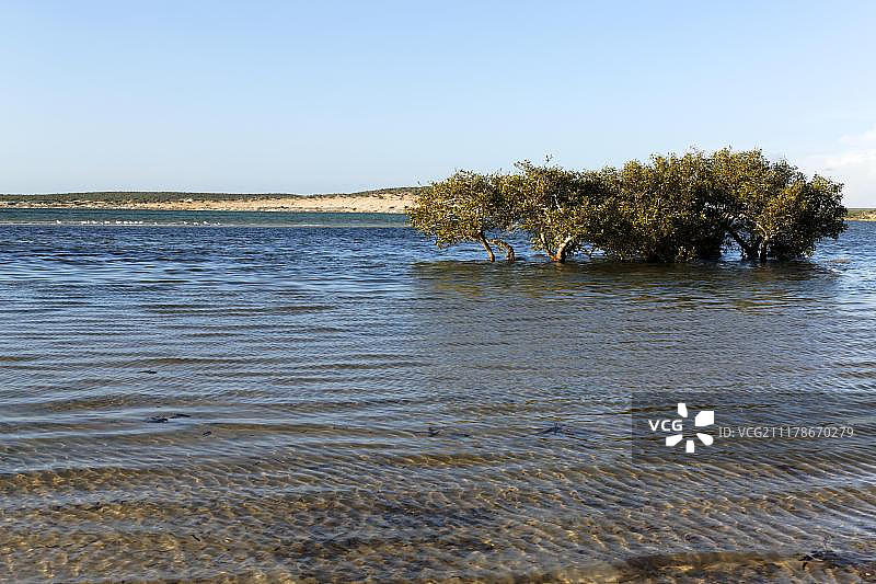 澳大利亚西澳大利亚鲨鱼湾的红树林图片素材