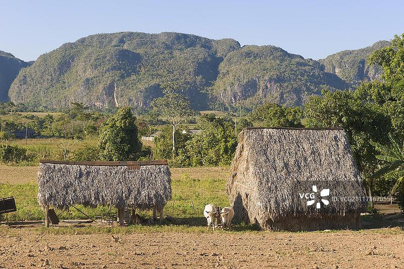 比尼亚莱斯山谷晒烟小屋，古巴比那尔德里奥省莫戈特斯锥状喀斯特岩石，联合国教科文组织世界遗产图片素材