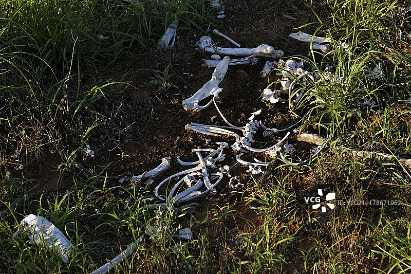 地面上的动物骨骼，鲨鱼湾，西澳大利亚图片素材