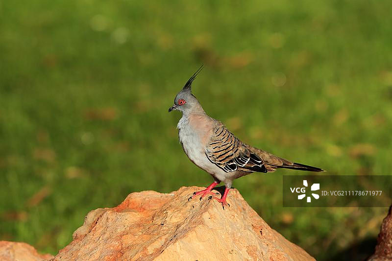 凤头鸠（Ocyphaps lophotes）在岩石上，海角山脉国家公园，西澳大利亚，澳大利亚，大洋洲图片素材