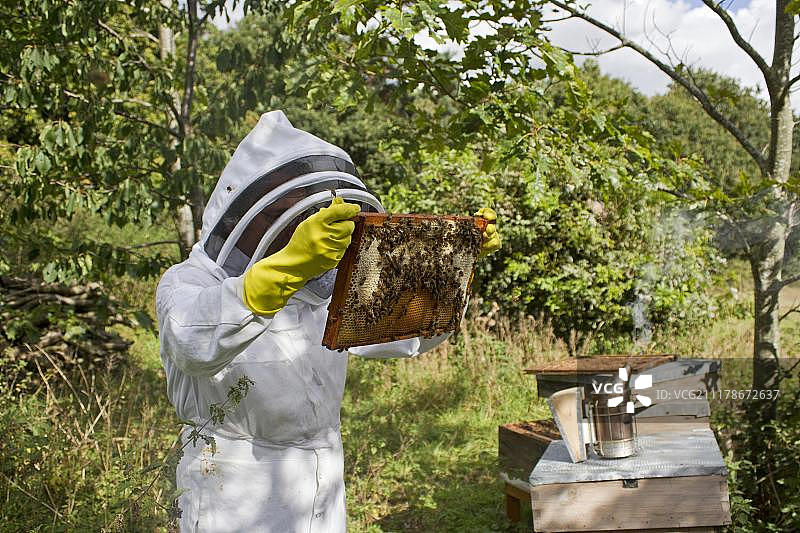 养蜂人检查蜂箱中的西方蜜蜂图片素材