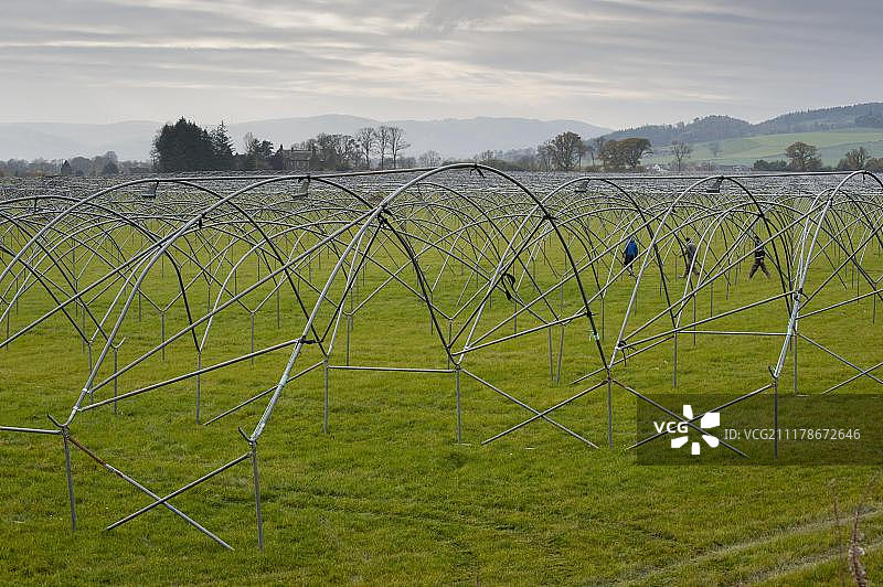 在苏格兰珀斯-金罗斯圣马多斯搭建用于水果种植的塑料隧道金属框架图片素材