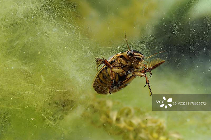 生活在英国萨福克郡花园池塘中的大龙虱图片素材
