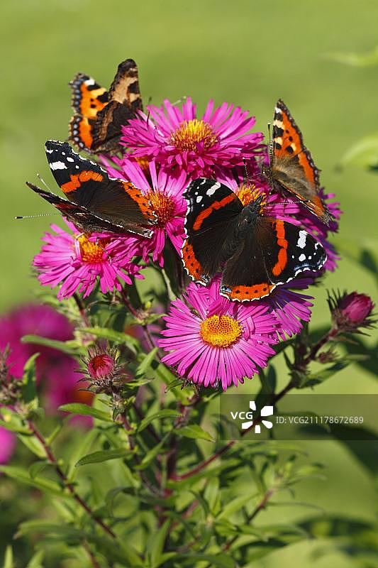 红 admiralty 蝴蝶（Vanessa atalanta）和小 tortoiseshell 蝴蝶（Aglais urticae）成虫，在花园里 Michaelmas Daisy（Aster novae-angliae）花上觅食，波伊斯，威尔士，英国，欧洲图片素材