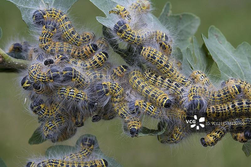 英国萨福克郡尺蛾毛虫在橡树叶上觅食图片素材