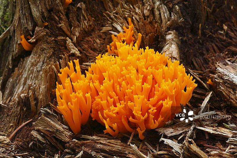 黄色鹿角菌，子实体生长在腐烂的针叶树桩上，英国威尔士图片素材
