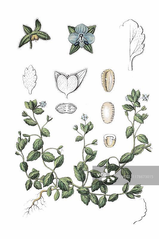 绿色婆婆纳（Veronica agrestis），药用植物，约1796年的历史彩色石印图片素材