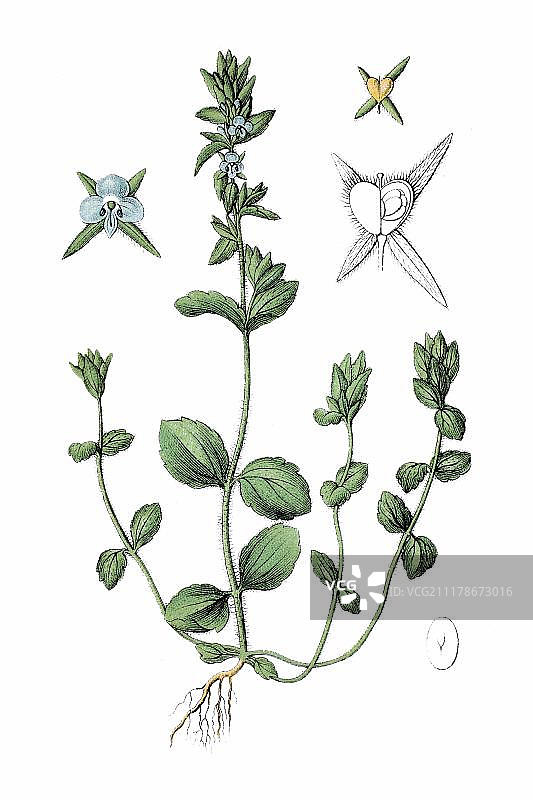 婆婆纳，药用植物，1796年历史彩色石印图片素材