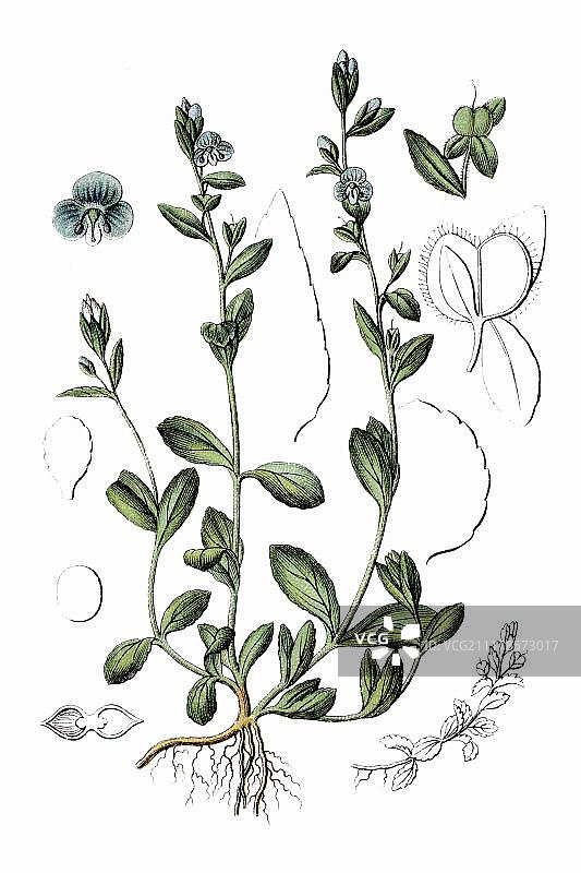 百里香叶水苦荬（Veronica serpyllifolia），药用植物，约1796年的历史彩色石印图片素材